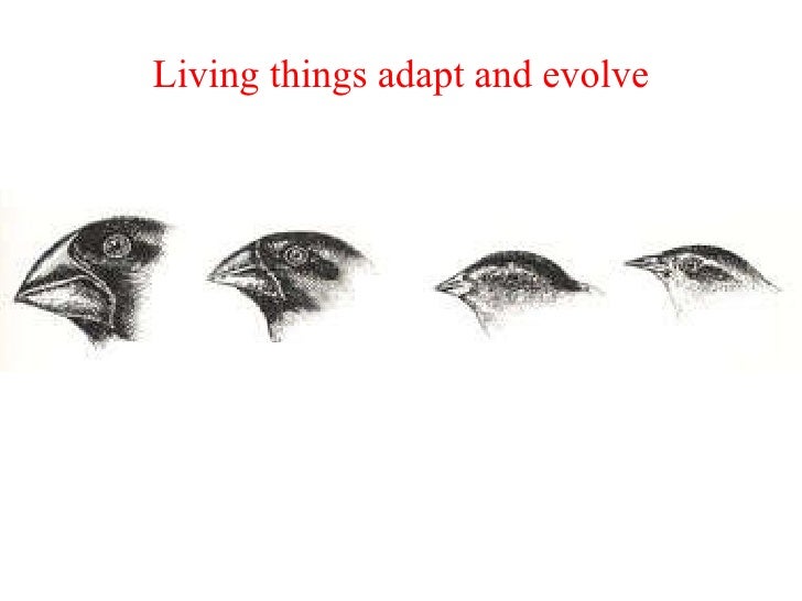 biology adaptation Time-saving video on plant adaptation plant adaptation is commonly defined as the special features that allow a plant to live in a particular place or habitat plant adaptation is an. biology adaptation Time-saving video on plant adaptation plant adaptation is commonly defined as the special features that allow a plant to live in a particular place or habitat plant adaptation is an.