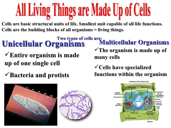8 All Living Things 8 All Living Things