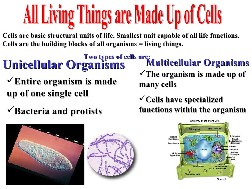 Biology characteristics of living things