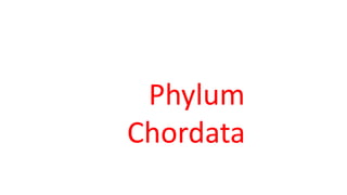 Phylum
Chordata
 