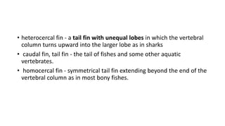 • heterocercal fin - a tail fin with unequal lobes in which the vertebral
column turns upward into the larger lobe as in sharks
• caudal fin, tail fin - the tail of fishes and some other aquatic
vertebrates.
• homocercal fin - symmetrical tail fin extending beyond the end of the
vertebral column as in most bony fishes.
 