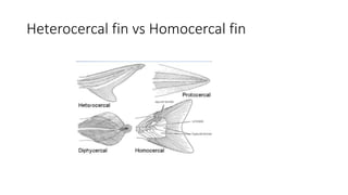 Heterocercal fin vs Homocercal fin
 