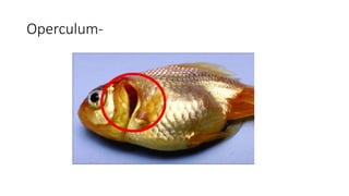 Operculum-
 
