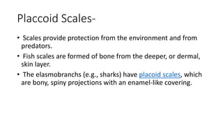 Placcoid Scales-
• Scales provide protection from the environment and from
predators.
• Fish scales are formed of bone from the deeper, or dermal,
skin layer.
• The elasmobranchs (e.g., sharks) have placoid scales, which
are bony, spiny projections with an enamel-like covering.
 