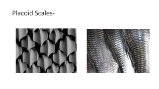 Placoid Scales-
 