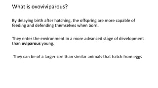 What is ovoviviparous?
By delaying birth after hatching, the offspring are more capable of
feeding and defending themselves when born.
They enter the environment in a more advanced stage of development
than oviparous young.
They can be of a larger size than similar animals that hatch from eggs
 