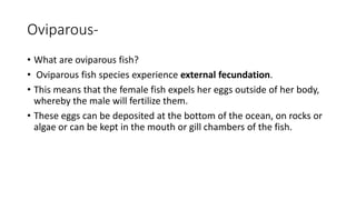 Oviparous-
• What are oviparous fish?
• Oviparous fish species experience external fecundation.
• This means that the female fish expels her eggs outside of her body,
whereby the male will fertilize them.
• These eggs can be deposited at the bottom of the ocean, on rocks or
algae or can be kept in the mouth or gill chambers of the fish.
 