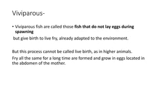 Viviparous-
• Viviparous fish are called those fish that do not lay eggs during
spawning
but give birth to live fry, already adapted to the environment.
But this process cannot be called live birth, as in higher animals.
Fry all the same for a long time are formed and grow in eggs located in
the abdomen of the mother.
 