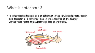 What is notochord?
• a longitudinal flexible rod of cells that in the lowest chordates (such
as a lancelet or a lamprey) and in the embryos of the higher
vertebrates forms the supporting axis of the body.
 