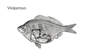 Viviparous-
 