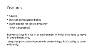 Features-
• Aquatic
• Skeleton composed of bones
• Swim bladder for control byoyancy
what is byouancy?
Buoyancy Since fish live in an environment in which they need to move
in three dimensions,
buoyancy plays a significant role in determining a fish's ability to swim
efficiently.
 
