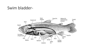Swim bladder-
 