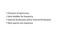 • Presence of operculum.
• Swim bladder for buoyancy.
• External fertilization,Some internal fertilization
• Most species are oviparous
 