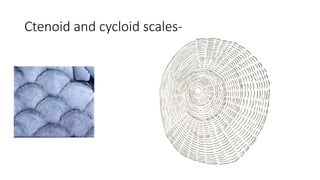 Ctenoid and cycloid scales-
 
