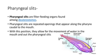 Pharyngeal slits-
• Pharyngeal slits are filter-feeding organs found
among deuterostomes.
• Pharyngeal slits are repeated openings that appear along the pharynx
caudal to the mouth.
• With this position, they allow for the movement of water in the
mouth and out the pharyngeal slits
 