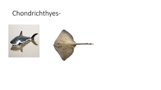 Chondrichthyes-
 
