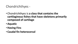 Chondrichthyes -
• Chondrichthyes is a class that contains the
cartilaginous fishes that have skeletons primarily
composed of cartilage
• Aquatic
• Having Fins
• Caudal fin heterocercal
 
