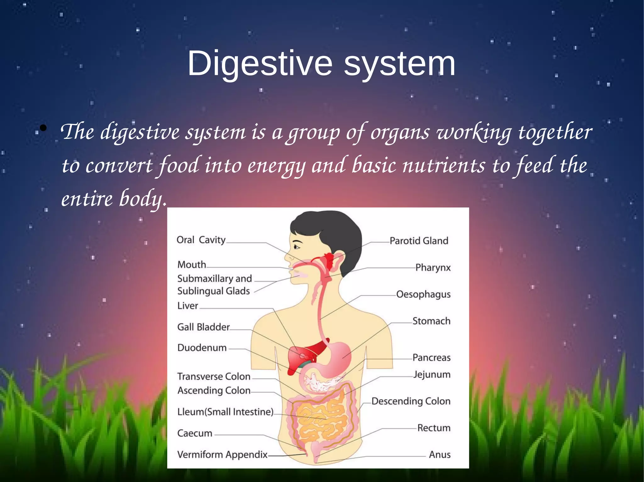 Digestive System Explanation Text
