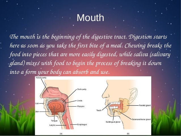 Biology digestive system explanation general syllabusincluding igcse