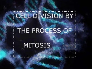 CELL DIVISION BY
THE PROCESS OF
MITOSIS
 