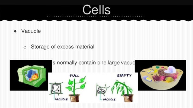 Biology ECA Review