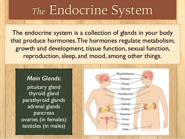 Biology: Endocrine System