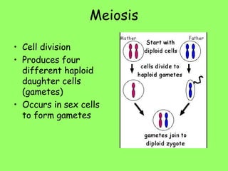 Meiosis
• Cell division
• Produces four
different haploid
daughter cells
(gametes)
• Occurs in sex cells
to form gametes
 