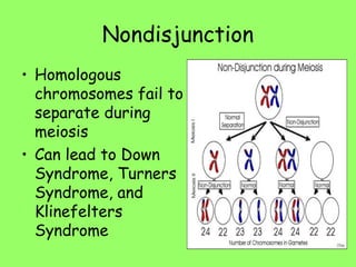 Nondisjunction
• Homologous
chromosomes fail to
separate during
meiosis
• Can lead to Down
Syndrome, Turners
Syndrome, and
Klinefelters
Syndrome
 