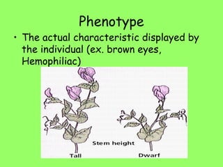 Phenotype
• The actual characteristic displayed by
the individual (ex. brown eyes,
Hemophiliac)
 