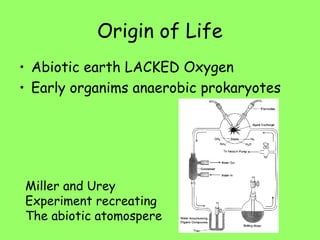 Origin of Life
• Abiotic earth LACKED Oxygen
• Early organims anaerobic prokaryotes
Miller and Urey
Experiment recreating
The abiotic atomospere
 