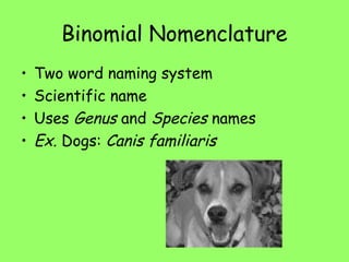 Binomial Nomenclature
• Two word naming system
• Scientific name
• Uses Genus and Species names
• Ex. Dogs: Canis familiaris
 