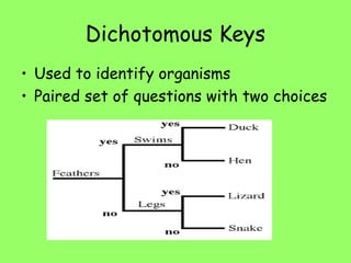 Dichotomous Keys
• Used to identify organisms
• Paired set of questions with two choices
 