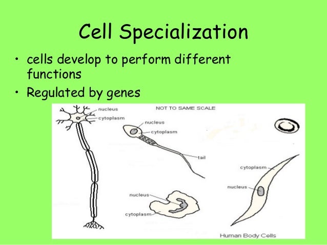 cell specialization definition
