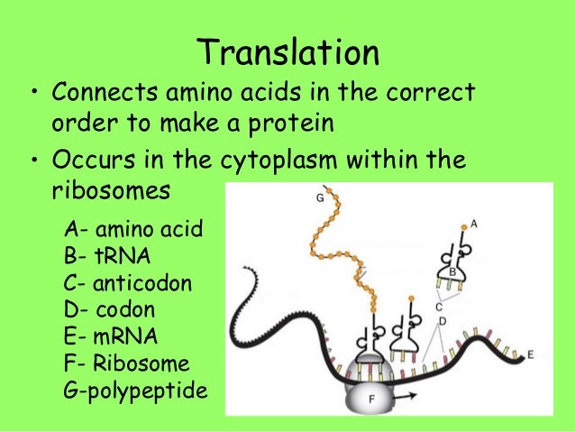 translation biology under fontanacountryinn com biology translation