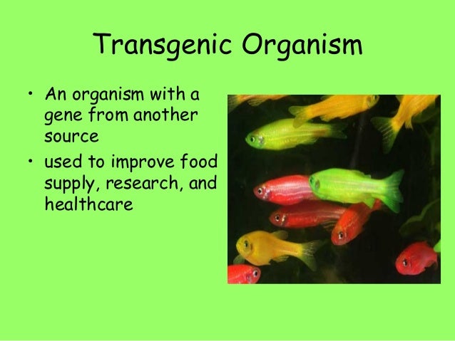 A Transgenic Organism Is: - Transgenic animals - A brief review / This image (to the right) (courtesy of r.
