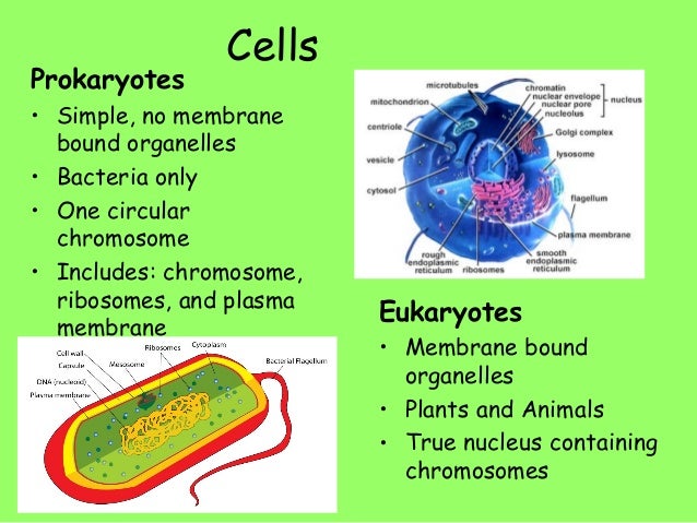 of examples carbohydrates and lipids Biology eoc slideshow review of examples carbohydrates and lipids Biology eoc slideshow review