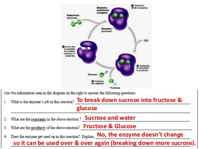 Biology Eoc Review With Extra Questions Jan 2015
