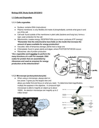 Biology EOC Study Guide 2012/2013 
 
1.1 Cells and Organelles 
 
1.1.1­ Cells organelles 
 
● Nucleus: contains DNA (instructions) 
● Plasma membrane: is very flexible and made of phospholipids; controls what goes in and 
out of the cell.  
● Cell wall: found outside of the membrane in plant cells (bacteria and fungi too); forms a 
rigid, outer protection for the cell 
● Mitochondria: creates energy; RESPIRATION occurs here= produces ATP (energy) 
*Remember that the mitochondria have folds on the inside that increase the 
amount of space available for energy production! 
● Vacuoles: sites of temporary storage; plants have a large one 
● Chloroplasts: found in green plants and algae; where PHOTOSYNTHESIS occurs 
● Ribosomes: site of protein production 
*ALL organelles work ​together​ to perform the 
many functions of a cell! For example: DNA 
codes for protein that are assembled by 
ribosomes and used as enzymes for energy 
production at the mitochondria!! 
 
 
 
 
1.1.2­ Microscope (prokaryote/eukaryote) 
● When using a microscope, always start on 
low power. It gives you the largest view and 
allows you better find and focus on what you need.  To determine total magnification, 
multiply the eyepiece x the objective.  A compound light 
microscope is able to magnify an object up to about 
1000X.  An electron microscope can magnify up to 2 
million times! 
   
 
 
 
 
 
 
 
 
 