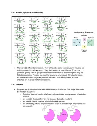 4.1.2 (Protein Synthesis and Proteins) 
 
 
 
● There are 20 different amino acids.  They all have the same basic structure, including an 
amino group and a carboxyl group.  They do however, all have different “R” groups 
(circled in green).  This R groups determines their function by determining how they are 
folded into proteins.  Proteins can be either structural or functional.  Structural proteins, 
such as keratin, build things like your hair and nails.  Functional proteins, such as 
enzymes, are involved in chemical reactions. 
   
4.1.3 Enzymes 
 
● Enzymes are proteins that have been folded into specific shapes.  The shape determines 
the function.  Enzymes: 
○ Speed up chemical reactions by lowering the activation energy needed to begin the 
reaction 
○ are reusable (because they are not changed during the reaction) 
○ are specific (fit with only one substrate like lock and key) 
○ are affected by pH and temperature (their shape is altered in high temperature and 
extreme pH) 
 
 
 
 