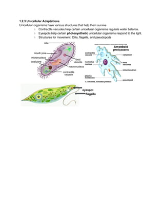 1.2.3 Unicellular Adaptations 
Unicellular organisms have various structures that help them survive 
○ Contractile vacuoles help certain unicellular organisms regulate water balance. 
○ Eyespots help certain ​photosynthetic​ unicellular organisms respond to the light. 
○ Structures for movement: Cilia, flagella, and pseudopods 
 
 
 
  eyespot 
flagella 
 
 
 
 
 
 
 
 
 
 
 
 
 
 
 
 
 
 
 
 
 
 
 
 
 