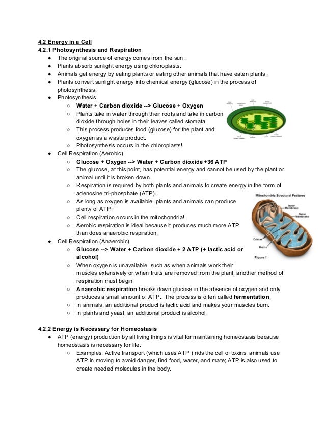 Biology EOC Study Guide Questions biology-eoc-study-guide-questions