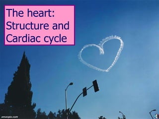The heart: Structure and  Cardiac cycle 