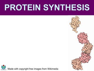 PROTEIN SYNTHESIS Made with copyright free images from Wikimedia 