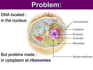 Problem: DNA located : in the nucleus But proteins made :  in cytoplasm at  ribosomes 