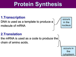 Protein Synthesis 1.Transcription   DNA is used as a template to produce a  molecule of mRNA 2.Translation   the mRNA is used as a code to produce the chain of amino acids. occurs in the nucleus occurs in the cytoplasm 