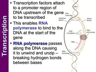 Transcription Transcription factors attach to a promoter region of DNA upstream of the gene to be transcribed This enables  RNA polymerase  to bind to the DNA at the start of the gene RNA polymerase  passes along the DNA causing  it to unwind and unzip – breaking hydrogen bonds between bases  