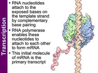 Transcription RNA nucleotides attach to the exposed bases on the template strand by complementary base pairing RNA polymerase enables these nucleotides to attach to each other to form mRNA This initial molecule of mRNA is the primary transcript 