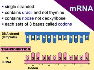 single stranded contains  uracil  and not thymine contains  ribose  not deoxyribose each sets of 3 bases called  codons mRNA 