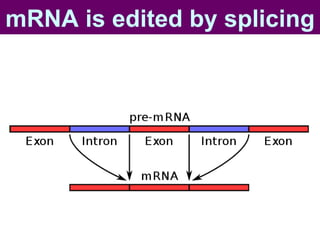 mRNA is edited by splicing 