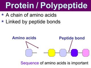 Amino acids Sequence  of amino acids is important Peptide bond Protein   /   Polypeptide A chain of amino acids  Linked by peptide bonds 